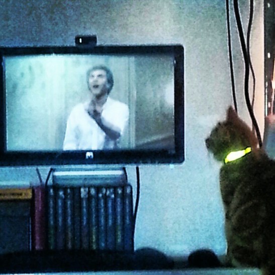 cat watching tv