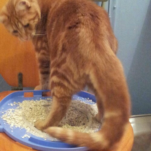 IMG_20121017_225643.jpg image