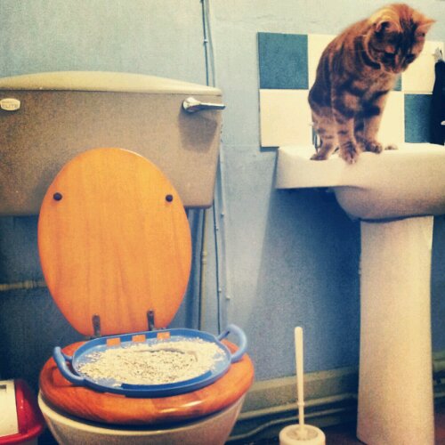 IMG_20121017_230341.jpg image