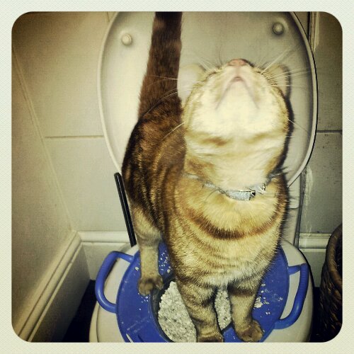 IMG_20121021_021649.jpg image