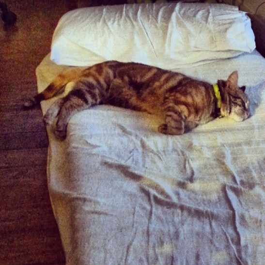 934162_10152876935785207_1401742598_n