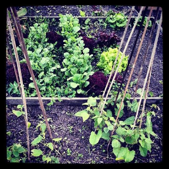 946426_10152886577595207_165920396_n