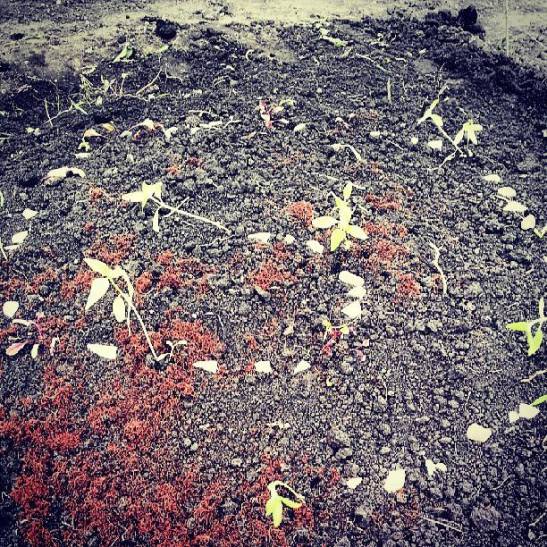 Mayan growing spiral