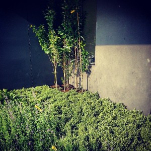 Greenhouse planters